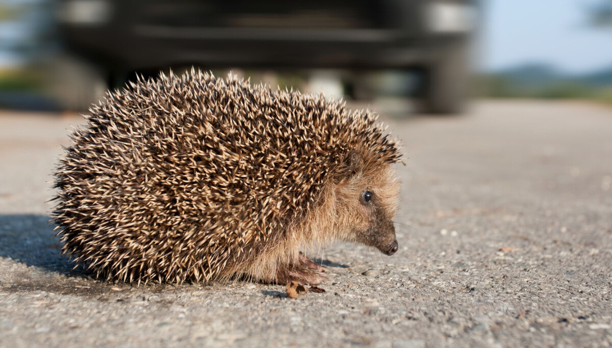 Mange piggsvin blir påkjørt av biler. En dansk forsker har en idé som kan redde dem