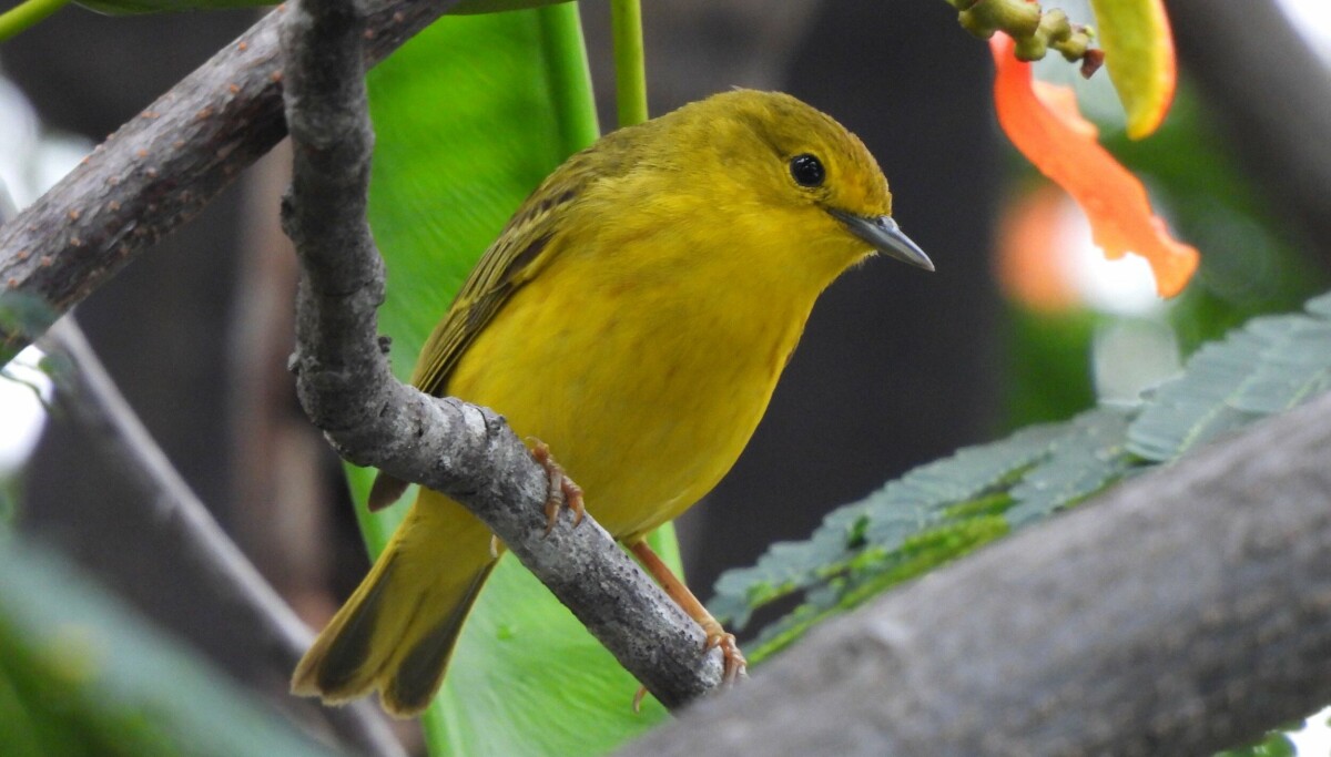 Hva synger egentlig hunnfugler om?
