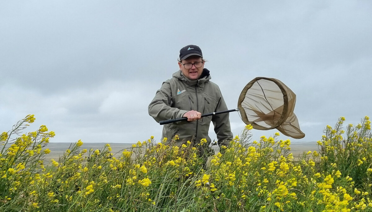 Første humle funnet på Falklandsøyene