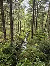 Smal bekk som renner gjennom tett, grønn barskog med mose og busker.