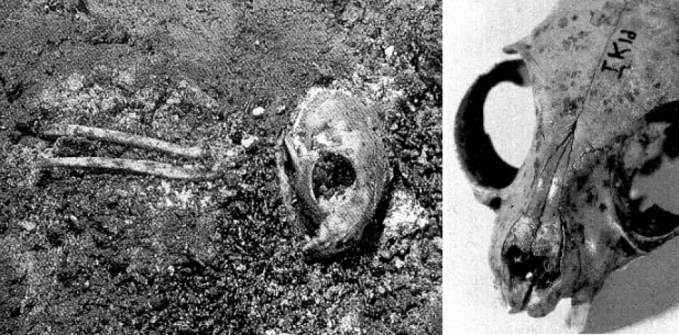 Skjæremerker på kraniene – som kan man se på bildet til høyre – viser at kattene har blitt flådd. Til venstre et kranium og forbeina fra en ung katt. (Foto: Ingrid Sørensen)