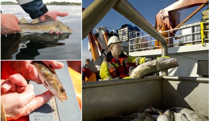 Det er vanskeleg å seie nøyaktig kor mange genetiske torskebestandar vi har. (Foto: Martin Wiech / Erlend Lorentzen / Gunnar Sætra) Det er vanskeleg å seie nøyaktig kor mange genetiske torskebestandar vi har. (Foto: Martin Wiech / Erlend Lorentzen / Gunnar Sætra)