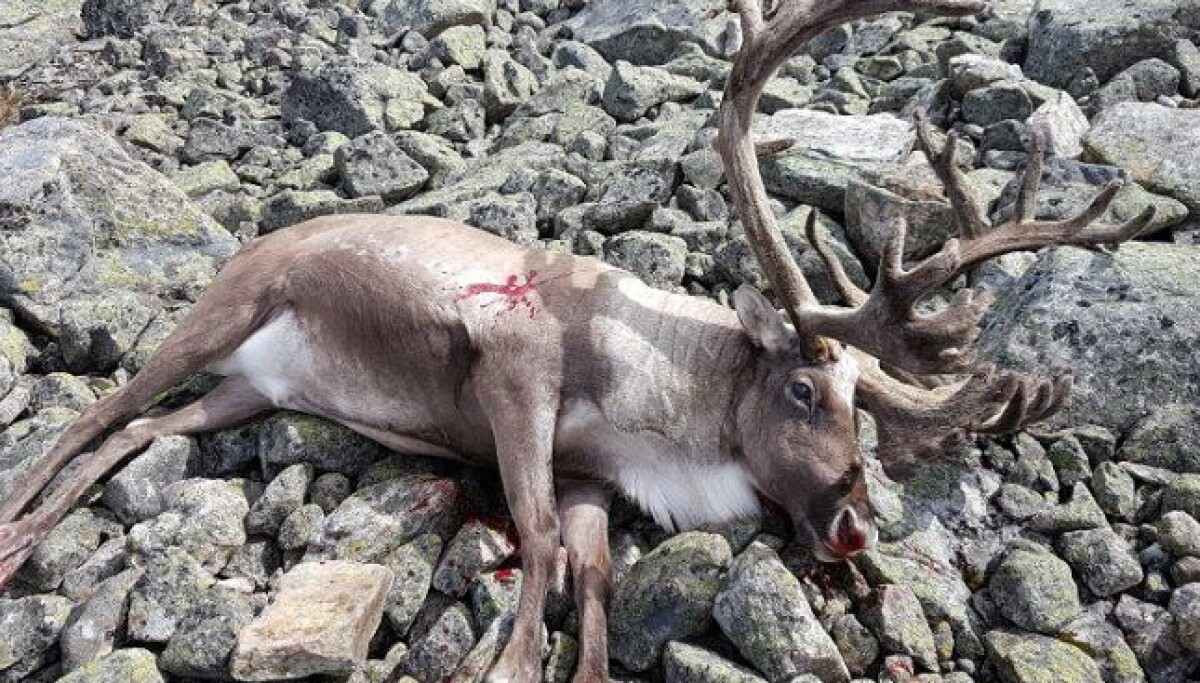 Denne sykdommen er fortsatt en alvorlig helsetrussel for hjortedyr