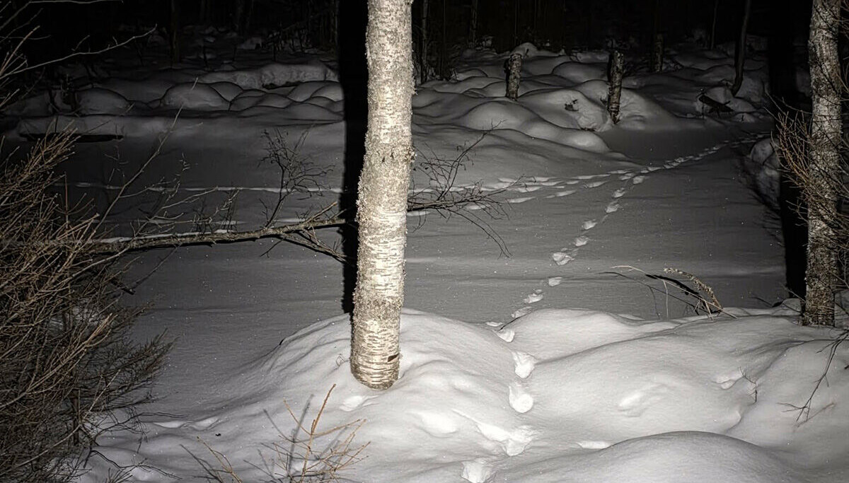 Leder-ulven sporløst borte: – Vi vet ikke hva som har skjedd