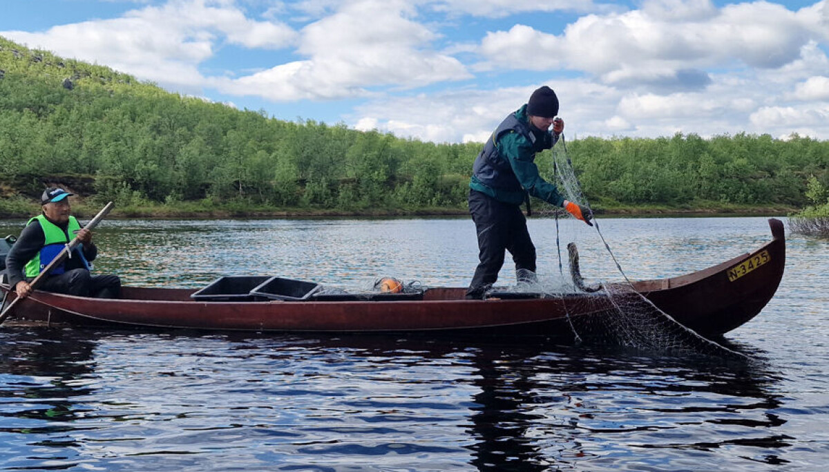 Her sluker gjedda minst en kvart million laks i året