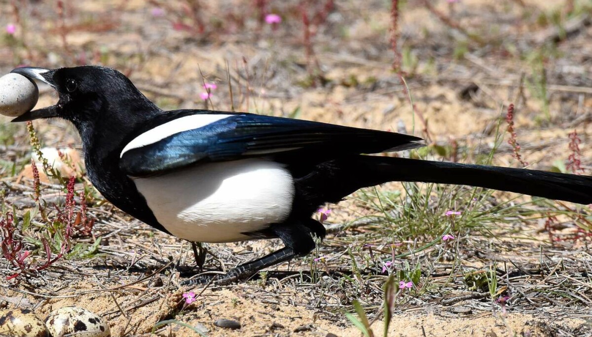 Forskerne har oppdaget hvorfor fugler bruker plast i reirene
