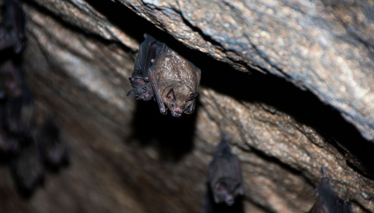 Tester flaggermusvaksine for å beskytte mennesker mot farlige sykdommer