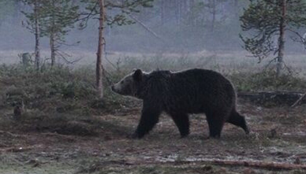 Hvor mange bjørner er det i Norge nå?