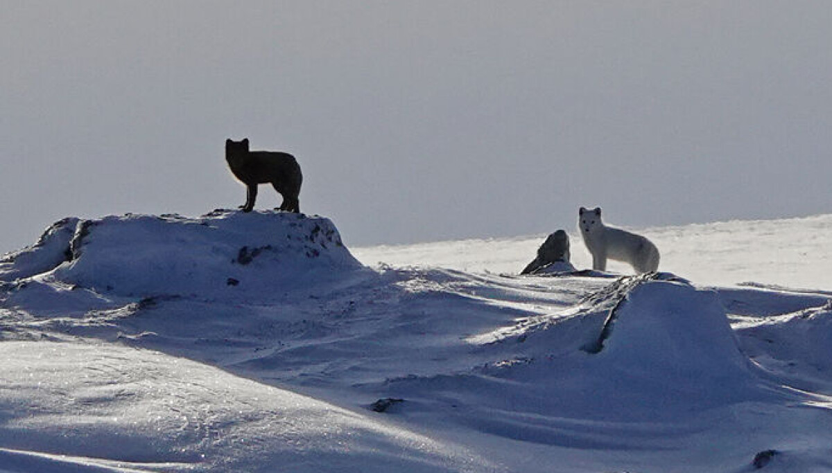 Dette bør du gjøre hvis du ser en fjellrev