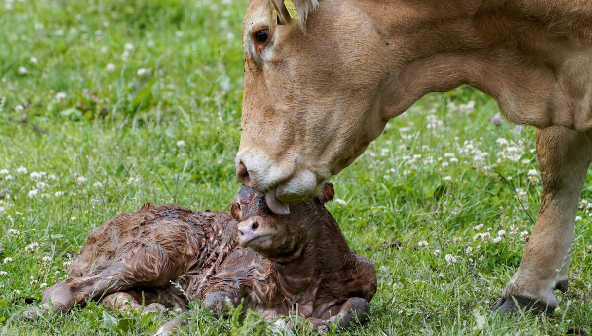 – Kua utstrålte en form for lykke jeg aldri har sett før
