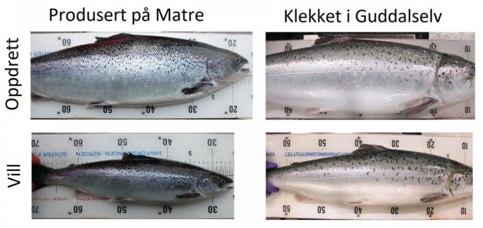her ser vi forskjellen på laks som har vokst opp i oppdrettsmiljø (Matre) og i elv (Guddalselva). Oppdrettslaksen og villaksen som er oppvokst i Matre har mest prikker. (Figur: Havforskningsinstituttet) her ser vi forskjellen på laks som har vokst opp i oppdrettsmiljø (Matre) og i elv (Guddalselva). Oppdrettslaksen og villaksen som er oppvokst i Matre har mest prikker. (Figur: Havforskningsinstituttet)