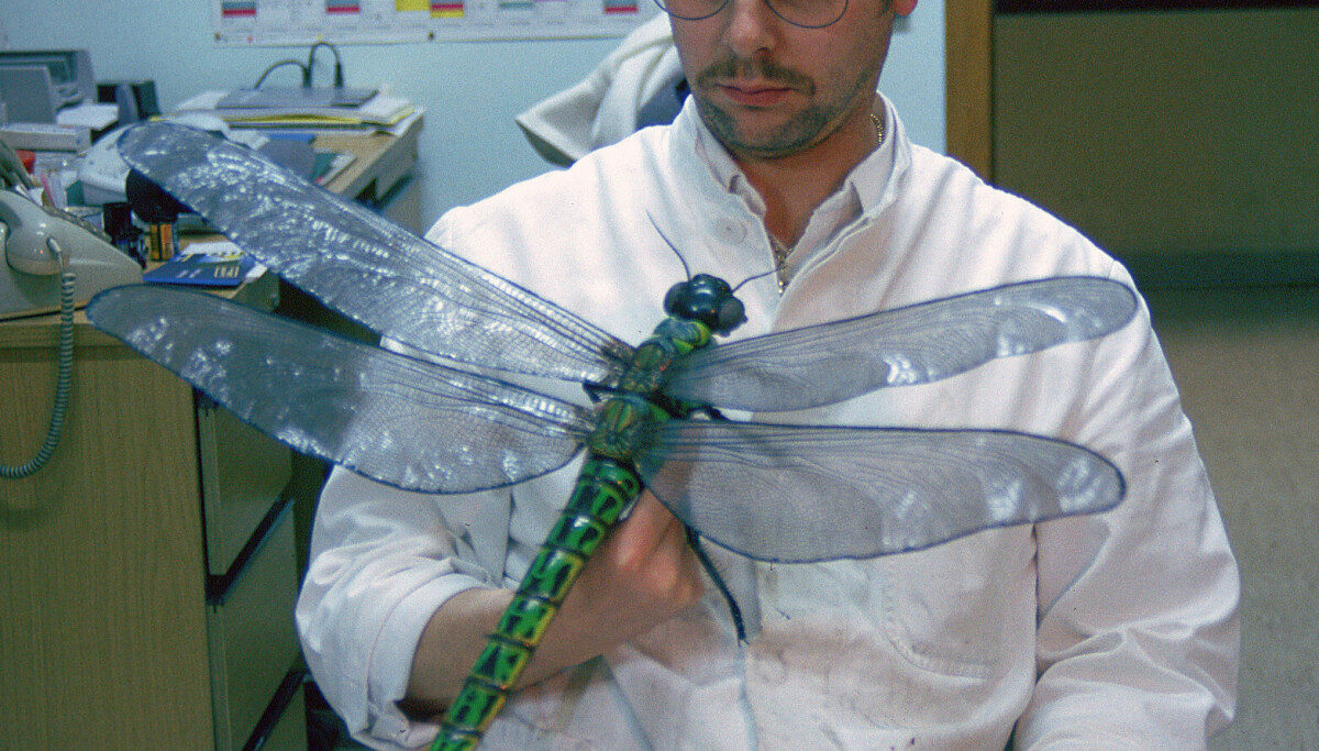 Øyenstikkerne som lever i dag er småtasser i forhold til disse gigantene