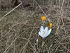 Hvite og gule krokus blomster vokser i tørt gress i en hage.