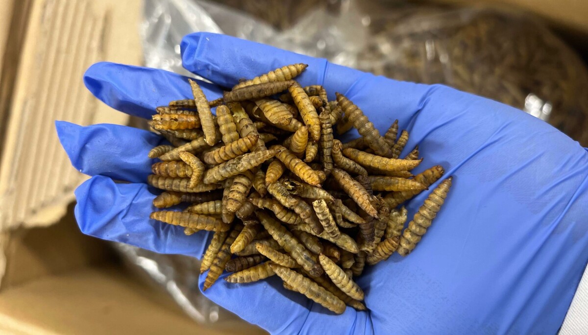 Kan insekter og algeoljer i laksefôret erstatte bruk av importerte råvarer?