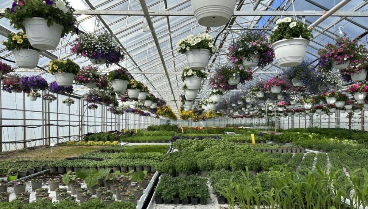 Dette kan gjere veksthus tryggare for tilsette