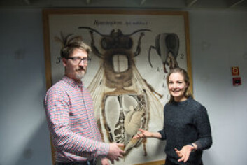 Stipendiat Julie Sørli Paus-Knudsen, som har Anders Nielsen som veileder, undersøker hvordan nervegiften i en bestemt type plantevernmiddel skader bier og humler og påvirker bestøvningen av blomster. (Foto: Yngve Vogt) Stipendiat Julie Sørli Paus-Knudsen, som har Anders Nielsen som veileder, undersøker hvordan nervegiften i en bestemt type plantevernmiddel skader bier og humler og påvirker bestøvningen av blomster. (Foto: Yngve Vogt)
