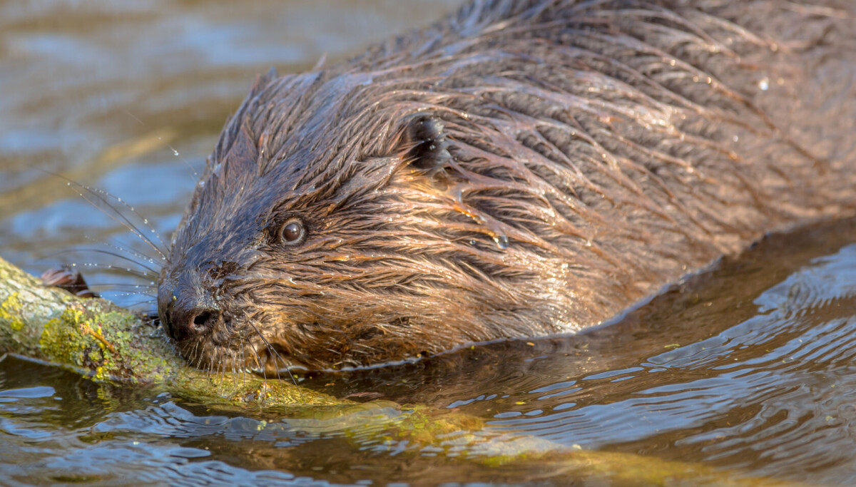 Beveren gjør mer enn å bygge hytter og demninger
