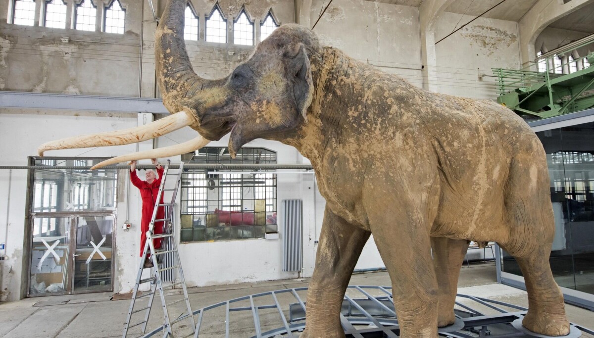 Slik jaktet neandertalerne på den utdødde kjempen