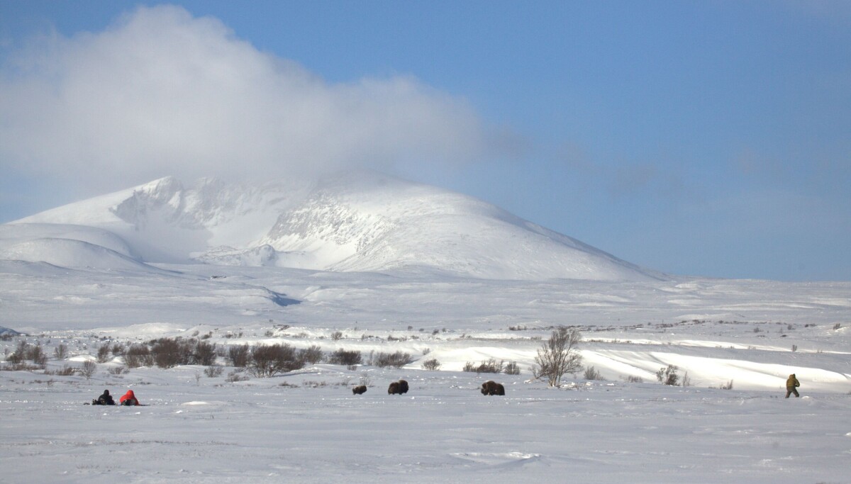 Vill natur i nasjonalparkene? – Den «urørte naturen» er veldig berørt
