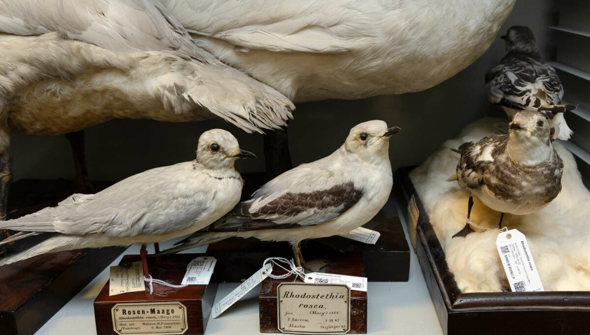 Nazistene ville ha to spesielle måker fra Naturhistorisk museum. Hva skjedde?