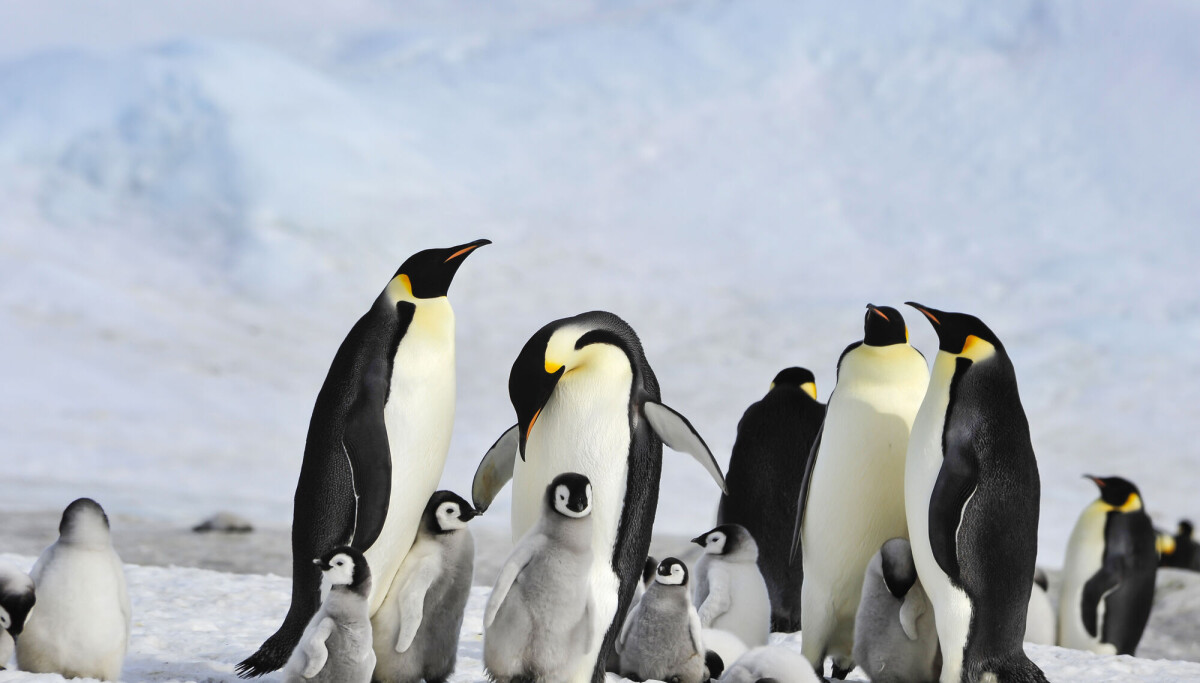 Isen brekker opp før den skal. – Ungene drukner