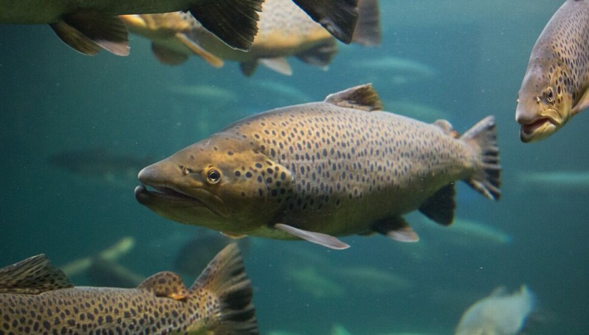 Forskere tar i bruk KI for å bekjempe lakselus