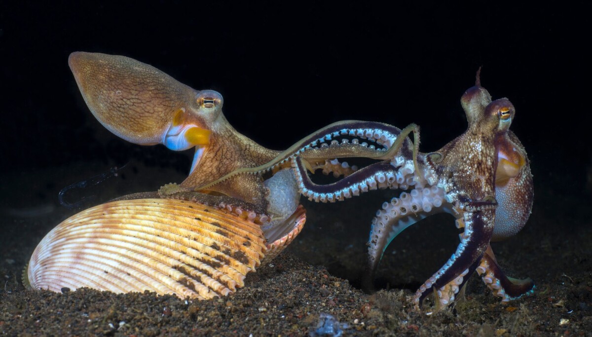 Blekksprutens sex-arm ble akkurat enda mer spesiell