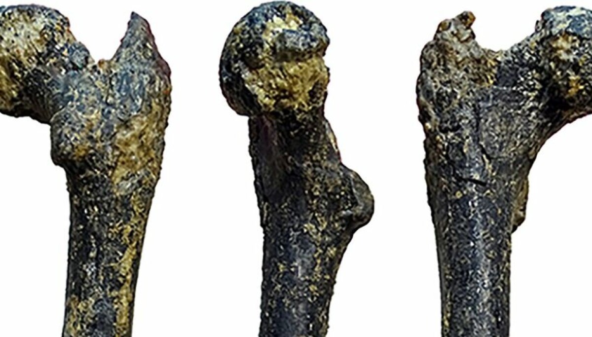 Kontroversiell debatt: Kom ape-forfaren vår ikke fra Afrika?