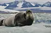 Storkobbe ligger på en isflak omgitt av drivis med snødekte fjell i bakgrunnen.