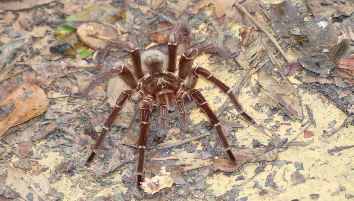 Verdens største edderkopp kan noe helt spesielt