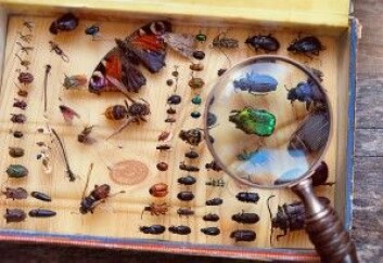 Hvis den globale temperaturstigningen når to grader, vil det gå hardest ut over insektene. Opp mot 18 prosent av insekter vil miste over halvparten av utbredelsen. (Foto: ju_see / Shutterstock / NTB scanpix) Hvis den globale temperaturstigningen når to grader, vil det gå hardest ut over insektene. Opp mot 18 prosent av insekter vil miste over halvparten av utbredelsen. (Foto: ju_see / Shutterstock / NTB scanpix)