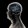 Profil av hode med gjennomsiktig hjerne der amygdala er markert som en liten, oransje flekk.