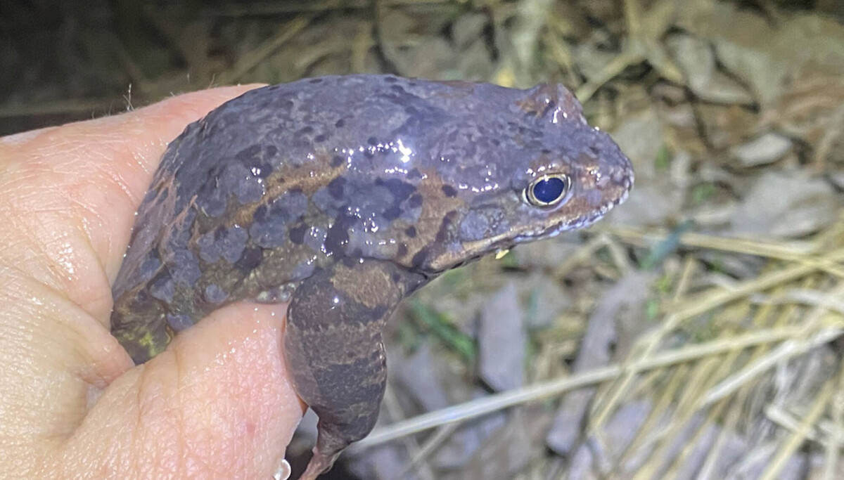 Forskere ber om hjelp til å finne herpes-syk frosk