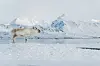 Reinsdyr står på snødekt slette foran fjord og snødekte fjell.