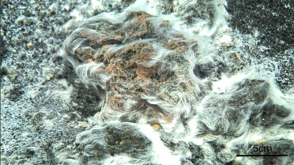 Thiolava veneris koloniserer lavastein på havbunnen. (Foto: Miquel Canals, Universitetet i Barcelona)