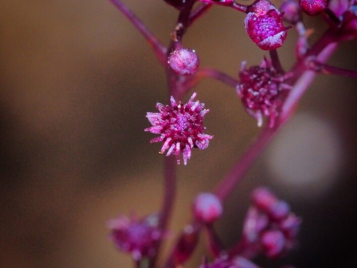 En hunnblomst av <em>Sciaphila sugimotoi</em>. (Foto: Takaomi Sugimoto) En hunnblomst av <em>Sciaphila sugimotoi</em>. (Foto: Takaomi Sugimoto)