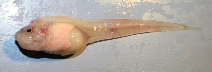 En <em>Pseudoliparis swirei</em> fra dypet. (Foto: Mackenzie Gerringer, University of Washington/Schmidt Ocean Institute) En <em>Pseudoliparis swirei</em> fra dypet. (Foto: Mackenzie Gerringer, University of Washington/Schmidt Ocean Institute)