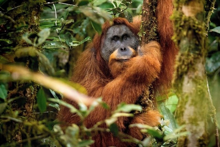 Tapanuli-orangutangen Togos tar seg en pust i treet. (Foto: Andrew Walmsley) Tapanuli-orangutangen Togos tar seg en pust i treet. (Foto: Andrew Walmsley)