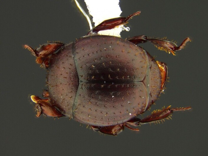 Slik ser <em>Ancoracysta twista</em> ut uten maur. (Foto: D. Kronauer) Slik ser <em>Ancoracysta twista</em> ut uten maur. (Foto: D. Kronauer)