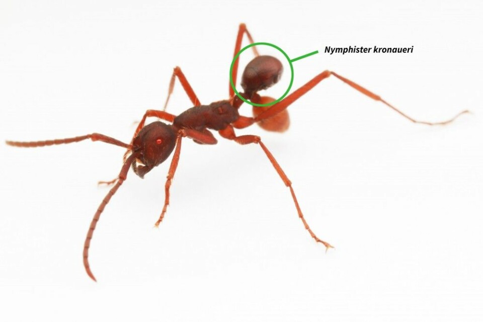 Er det en maur med to bakkropper? Nei, det er en maur med en haikende Nymphister kronaueri. (Foto: D. Kronauer)