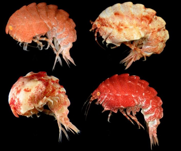 Fire varianter av <em>Epimeria quasimodo</em>. (Foto: Cédric d’Udekem d’Acoz, Royal Belgian Institute of Natural Sciences) Fire varianter av <em>Epimeria quasimodo</em>. (Foto: Cédric d’Udekem d’Acoz, Royal Belgian Institute of Natural Sciences)