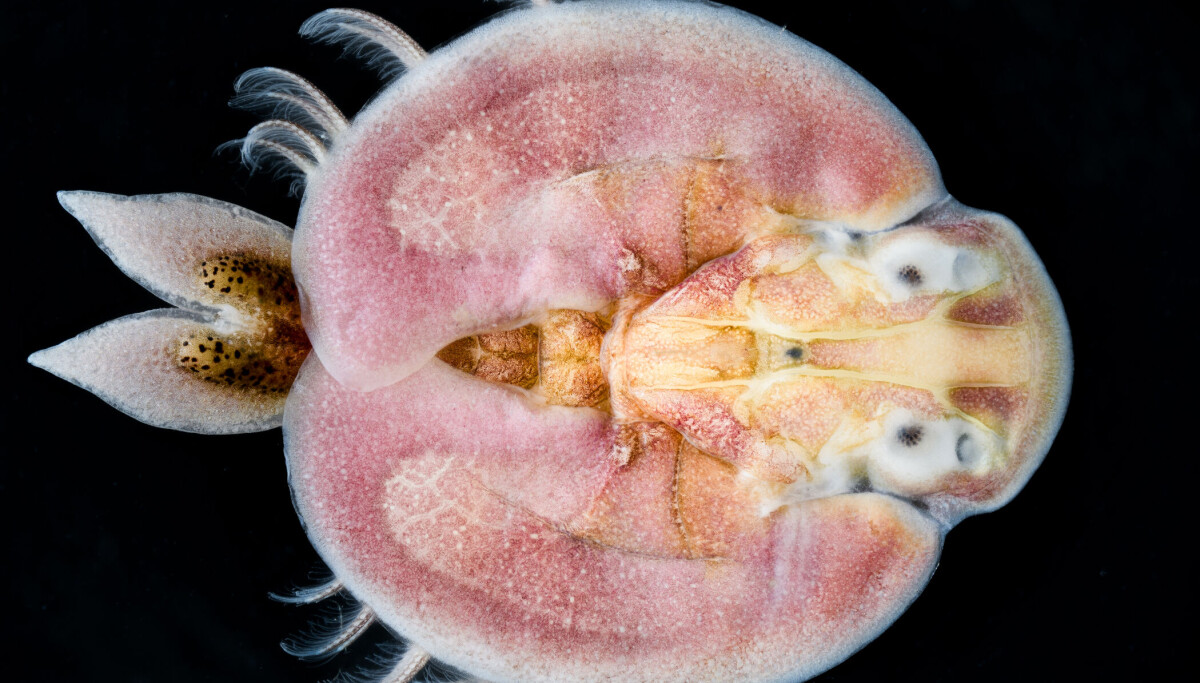 Kanskje du har sett en fiskelus uten å skjønne hva det var