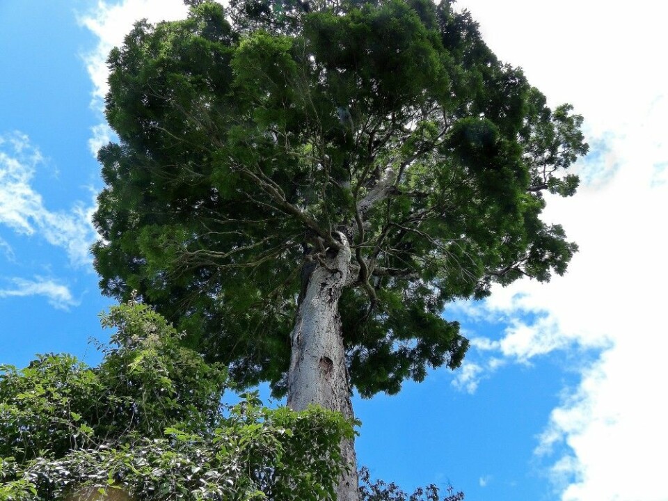 Dinizia jueirana-facao kan bli 40 meter høy. (Foto: Gwilym P. Lewis)