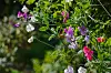 Lathyrus-blomster i rosa, lilla og hvitt som klatrer i en solbelyst hage.