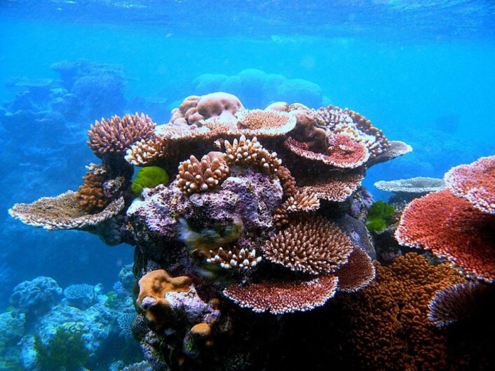 En samling koraller ved Great Barrier Reef. (Foto: Toby Hudson/CC BY-SA 3.0) En samling koraller ved Great Barrier Reef. (Foto: Toby Hudson/CC BY-SA 3.0)