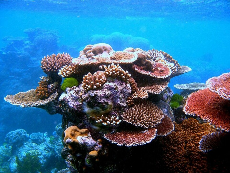En samling koraller ved Great Barrier Reef. (Foto: Toby Hudson/CC BY-SA 3.0)