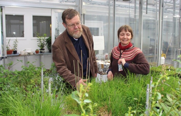 Christian Brochmann og Anne Krag Brysting i fytotronen på Blindern: Her skal de dyrke planter fra afrikanske himmeløyer, for å lære mer om hvordan nye arter dannes. (Foto: Bjarne Røsjø / UiO) Christian Brochmann og Anne Krag Brysting i fytotronen på Blindern: Her skal de dyrke planter fra afrikanske himmeløyer, for å lære mer om hvordan nye arter dannes. (Foto: Bjarne Røsjø / UiO)