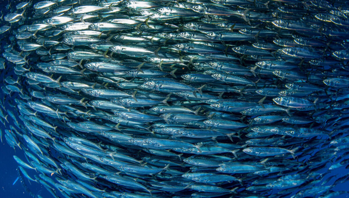 Værfenomen i Stillehavet påvirker fisk i Atlanterhavet
