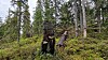 Ny rapport: Skogen hjelper klimaet best når mer får stå i fred