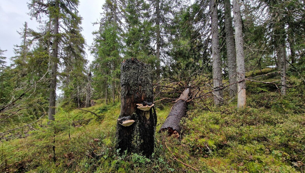 Ny rapport: Skogen hjelper klimaet best når mer får stå i fred